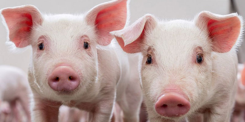 Beneficios de Los Paneles Sándwich Para la Cría de Cerdos en Costa Rica: Eficiencia y Ahorro