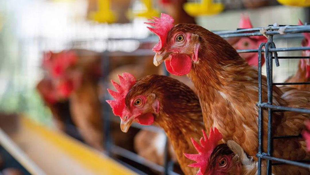 Beneficios de los Termopaneles en Avicultura: Mejora la Salud y Productividad de los Pollos
